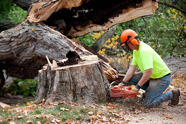 Best Tree Trimming Near Me  in Chleston, AR